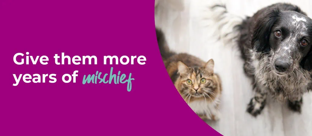 Senior Pets