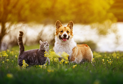 Common allergies in pets (what to look out for)