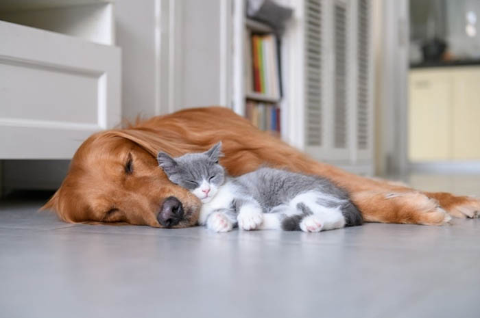 Cat and dog pet health plans available at Chess Veterinary Clinic