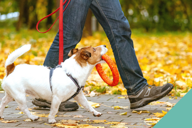 Autumn dangers for pets in Rickmansworth