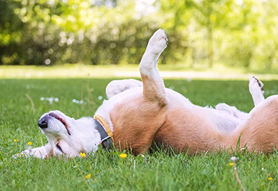 Essential summer safety tips for keeping your pets healthy and happy