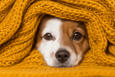 stress and anxiety in pets sights and treatments near hertfordshire