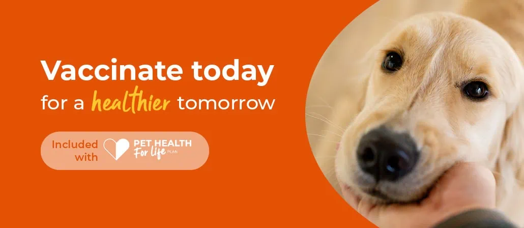 Cat Vaccinations in Rickmansworth and Chorelywood