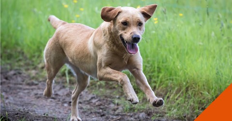 How to help your itchy dog